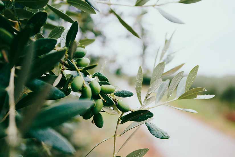 Variedades de aceite de oliva virgen extra