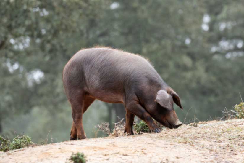 saber comprar un buen jamón ibérico